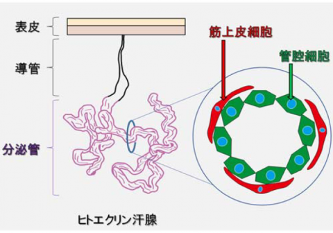 次世代制汗剤開発、発汗機能障害、汗腺再生の研究に使用できる 長期培養が可能なヒト汗腺の筋上皮細胞の樹立に成功