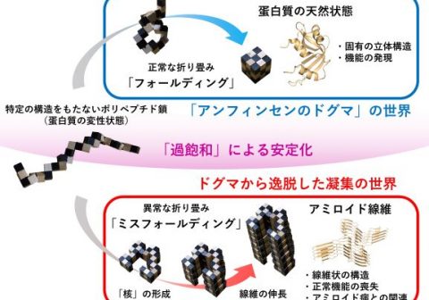 過飽和によるアミロイド線維形成の抑制を解明 ―高齢者に多いアミロイド病の予防に貢献する新概念―