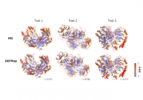 タンパク質の柔らかさを予測するAI  －巨大かつ複雑な生体高分子の機能メカニズム解明に期待－