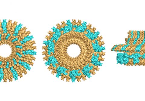 細菌べん毛モーターの基礎となる MS リングの構造を解明　１種類の分子３４個が集合して織りなす複雑なシンメトリー構造