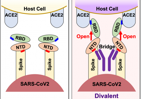 Antibodies that enhance the SARS-CoV-2 infection