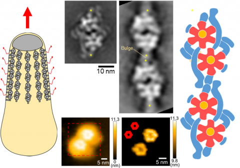 Mycoplasma mobile moves into overdrive: twin motor modified from ATP synthase discovered