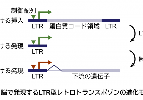 受精卵で働くレトロトランスポゾン 脳の遺伝子としても働く －バイオインフォマティクス解析で紐解くヒトゲノムの進化－