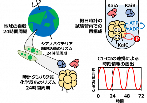 概日リズムを奏でる時計タンパク質の内部で「２つの歯車」が噛み合う仕組み