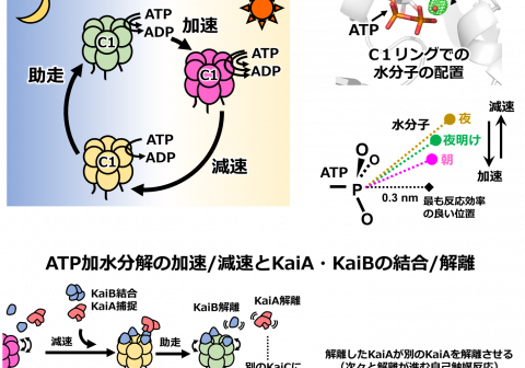 時を刻むタンパク質の巧みなアクセル・ブレーキ操作 ― 概日リズムを原子から細胞スケールまで伝える省エネ分子、KaiC ―