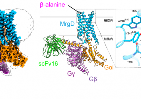 痛みや痒みを調節する受容体の構造を解明 ～神経障害性疼痛や肺がんなどの治療薬開発に光～