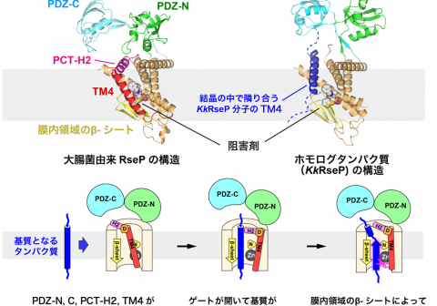 細胞膜の中ではたらく特殊なタンパク質分解酵素の構造を解明 ～細菌感染症の新たな治療法の開発へ期待～