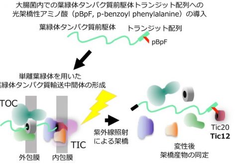 葉緑体形成に必須なタンパク質輸送装置の中核を担う新たな因子を発見