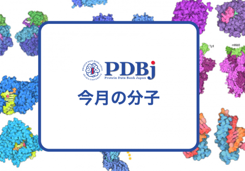 PDBjよりタンパク質の構造解説記事「今月の分子」（Molecule of the Month）の新たな記事「290: ナノワイヤー（Nanowires）」が公開されました。