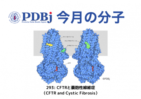 PDBjよりタンパク質の構造解説記事「今月の分子」（Molecule of the Month）の新たな記事が公開されました。