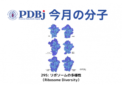 PDBjよりタンパク質の構造解説記事「今月の分子」（Molecule of the Month）の新たな記事が公開されました。