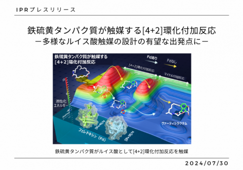 鉄硫黄タンパク質が触媒する[4+2]環化付加反応－多様なルイス酸触媒の設計の有望な出発点に－