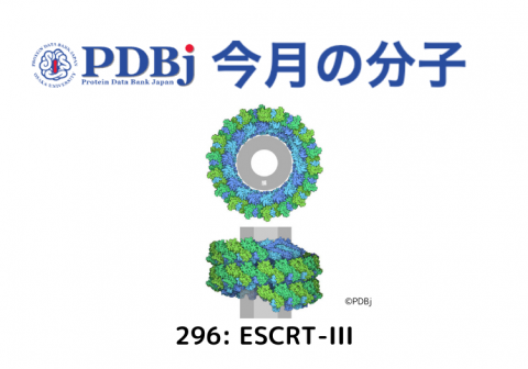 PDBjよりタンパク質の構造解説記事「今月の分子」（Molecule of the Month）の新たな記事が公開されました。