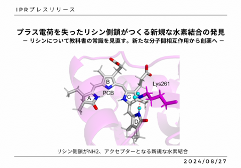プラス電荷を失ったリシン側鎖がつくる新規な水素結合の発見 － リシンについて教科書の常識を見直す。新たな分子間相互作用から創薬へ －