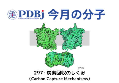 PDBjよりタンパク質の構造解説記事「今月の分子」（Molecule of the Month）の新たな記事が公開されました。