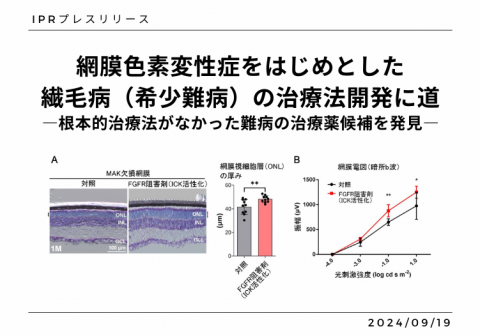 網膜色素変性症をはじめとした繊毛病（希少難病）の治療法開発に道 ―根本的治療法がなかった難病の治療薬候補を発見―