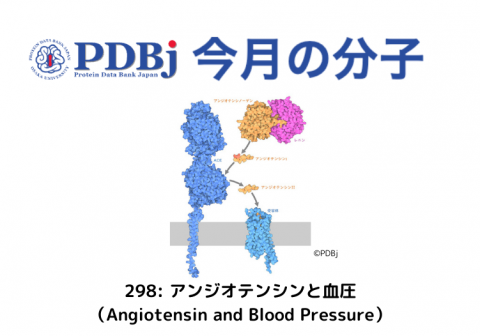 PDBjよりタンパク質の構造解説記事「今月の分子」（Molecule of the Month）の新たな記事が公開されました。