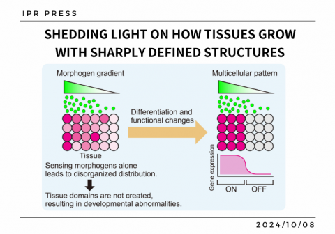 Shedding light on how tissues grow with sharply defined structures