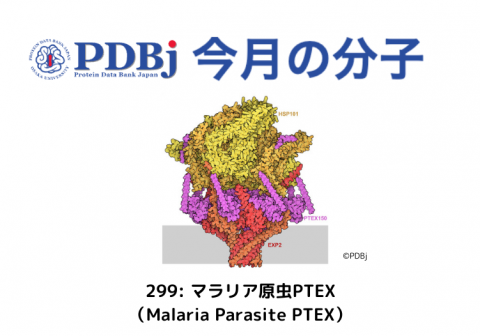 PDBjよりタンパク質の構造解説記事「今月の分子」（Molecule of the Month）の新たな記事が公開されました。