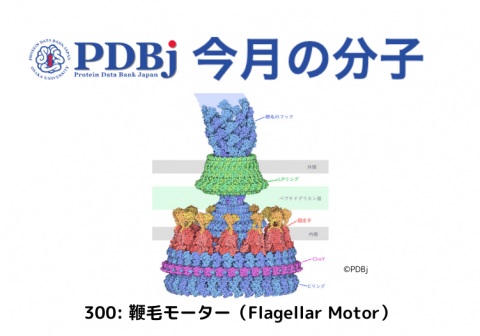 PDBjよりタンパク質の構造解説記事「今月の分子」（Molecule of the Month）の新たな記事が公開されました。