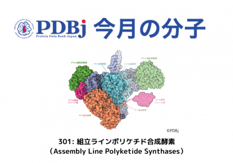 PDBjよりタンパク質の構造解説記事「今月の分子」（Molecule of the Month）の新たな記事が公開されました。