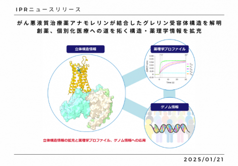 がん悪液質治療薬アナモレリンが結合したグレリン受容体構造を解明<br>創薬、個別化医療への道を拓く構造・薬理学情報を拡充