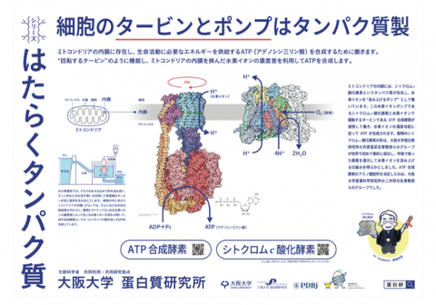 大阪モノレール千里中央駅に1月の蛋白研ポスターを掲示しました。  