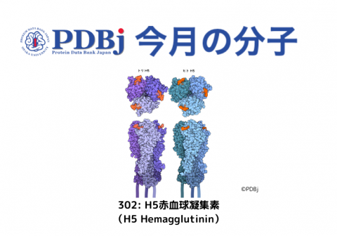 PDBjよりタンパク質の構造解説記事「今月の分子」（Molecule of the Month）の新たな記事が公開されました。