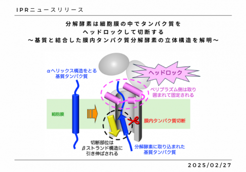 分解酵素は細胞膜の中でタンパク質を ヘッドロックして切断する 〜基質と結合した膜内タンパク質分解酵素の立体構造を解明〜