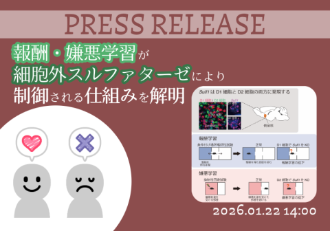 報酬・嫌悪学習が細胞外スルファターゼにより制御される仕組みを解明