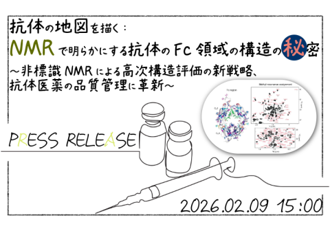 抗体の地図を描く：NMRで明らかにする抗体のFc領域の構造の秘密 〜非標識NMRによる高次構造評価の新戦略、抗体医薬の品質管理に革新〜