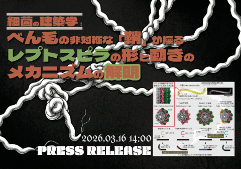 細菌の建築学：べん毛の非対称な「鞘」が操るレプトスピラの 形と動きのメカニズムの解明