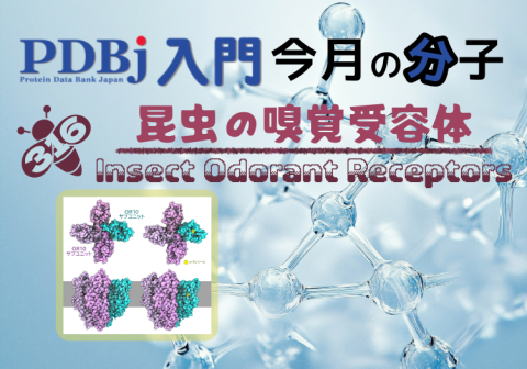 PDBjよりタンパク質の構造解説記事「今月の分子」（Molecule of the Month）の新たな記事が公開されました。