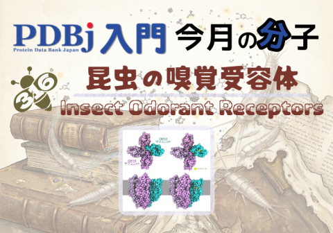 PDBjよりタンパク質の構造解説記事「今月の分子」（Molecule of the Month）の新たな記事が公開されました。