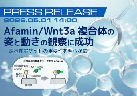 Afamin/Wnt3a 複合体の姿と動きの観察に成功 －疎水性ポケットの重要性を明らかに－