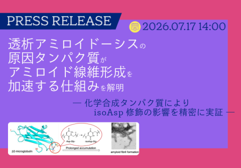 透析アミロイドーシスの原因タンパク質が アミロイド線維形成を加速する仕組みを解明 ―化学合成タンパク質によりisoAsp修飾の影響を精密に実証―