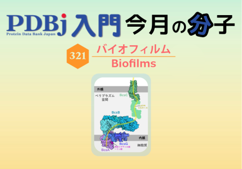 PDBjよりタンパク質の構造解説記事「今月の分子」（Molecule of the Month）の新たな記事が公開されました。